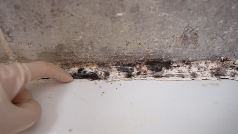 Best Mold Prevention Services  in Wentzville, MO