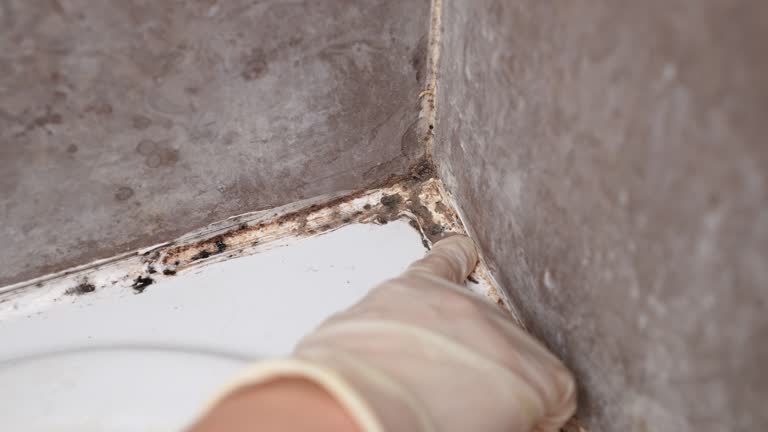 Dehumidification Services in Wentzville, MO
